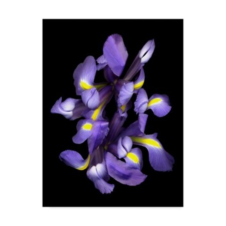 Susan S. Barmon 'Blue Iris' Canvas Art,35x47